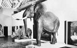 Afrika Diorama 39 - Afrikanischer Elefant