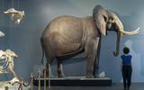 Die grosse Knochenschau Elefant