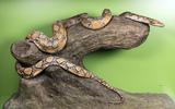 Python in der Ausstellung