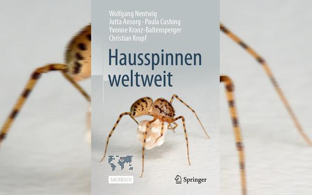 Spinnenbuch Hausspinnen