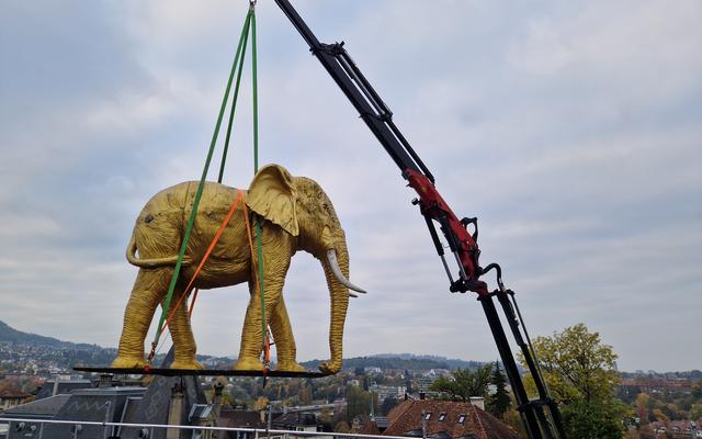 Der Dachelefant Caruso fliegt aus