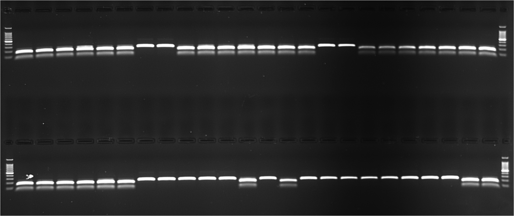 Ameisen DNA Gel.png