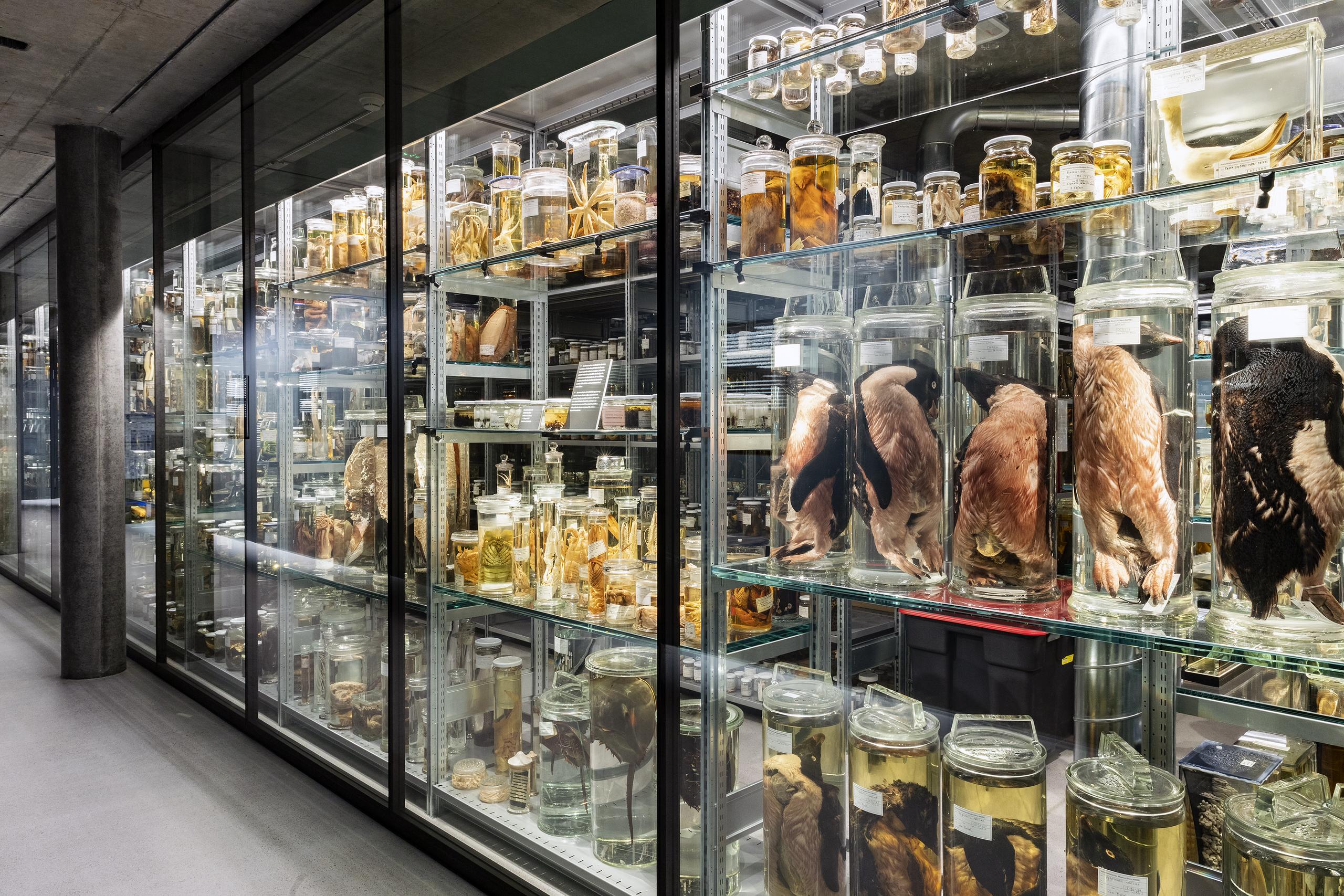 Wunderkammer