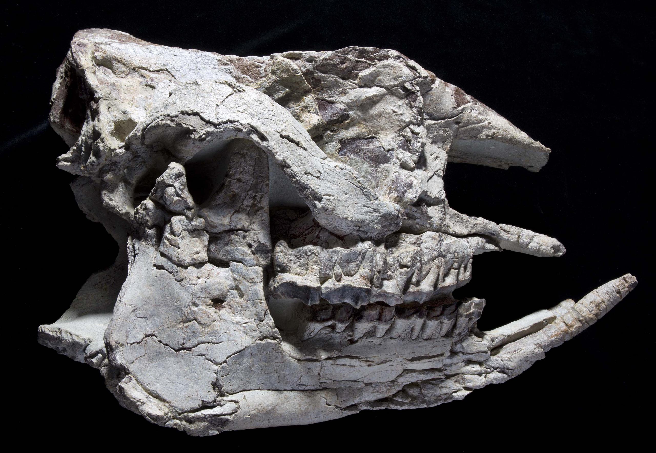 Nashornfossil